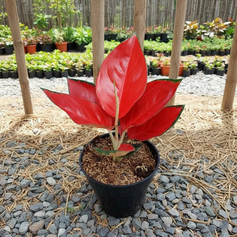 Red Aglaonema plant with broad pink-red leaves in a black nursery pot