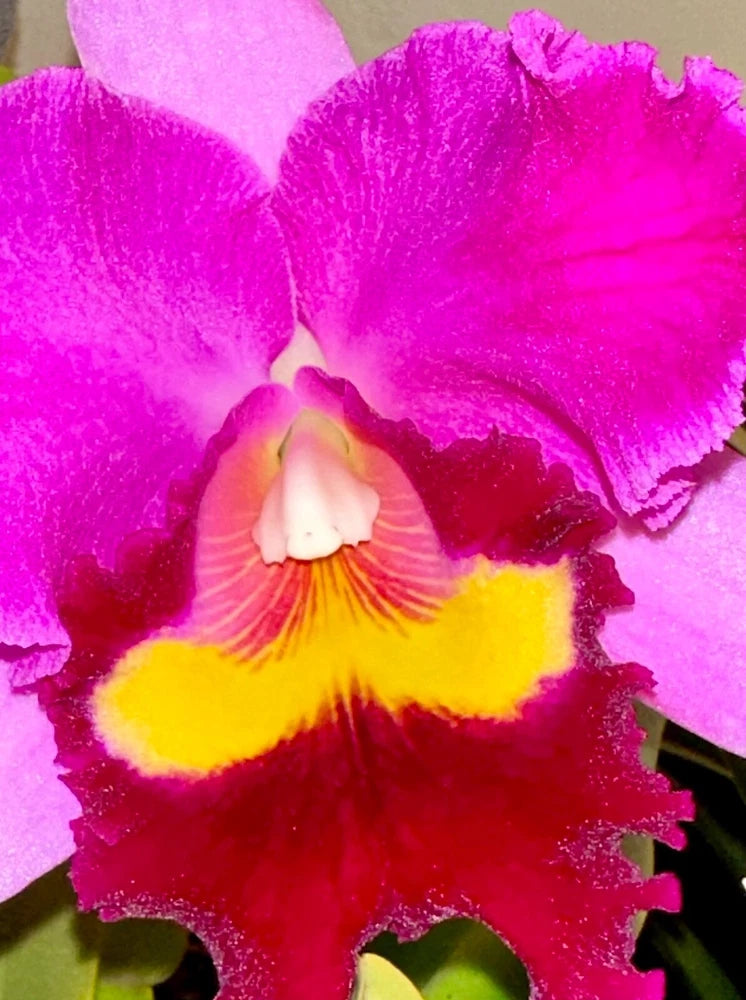 Vivid magenta orchid flower with yellow center and red throat.