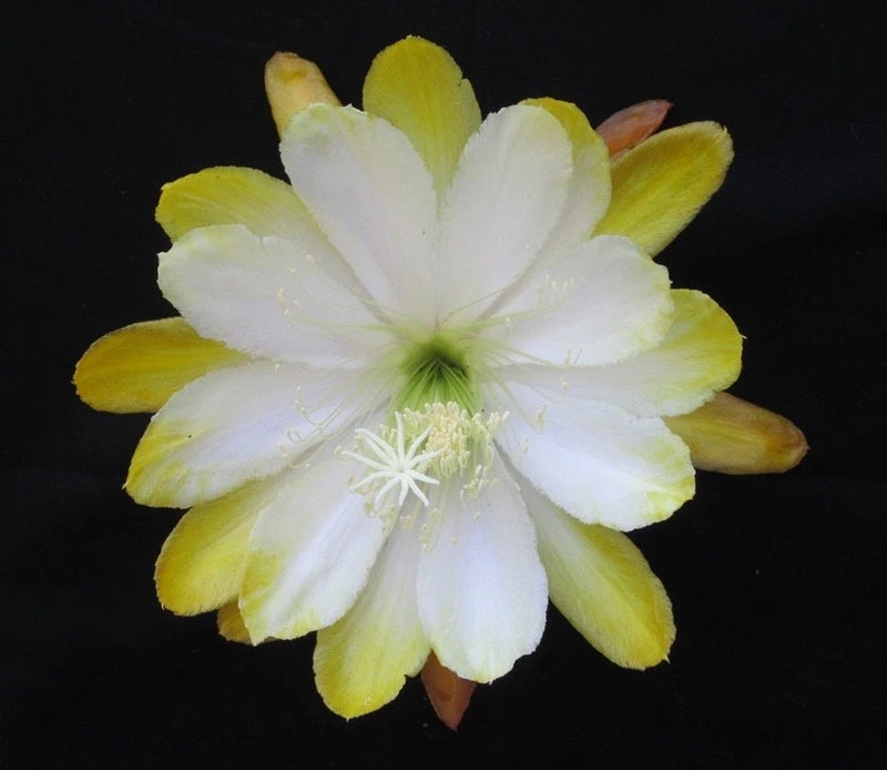 Orchid cactus flower with white and yellow layered petals