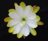 Epiphyllum, Orchid Cactus, " TONI DE CARLI ", Don's Quart pots MAR/3 Orchids