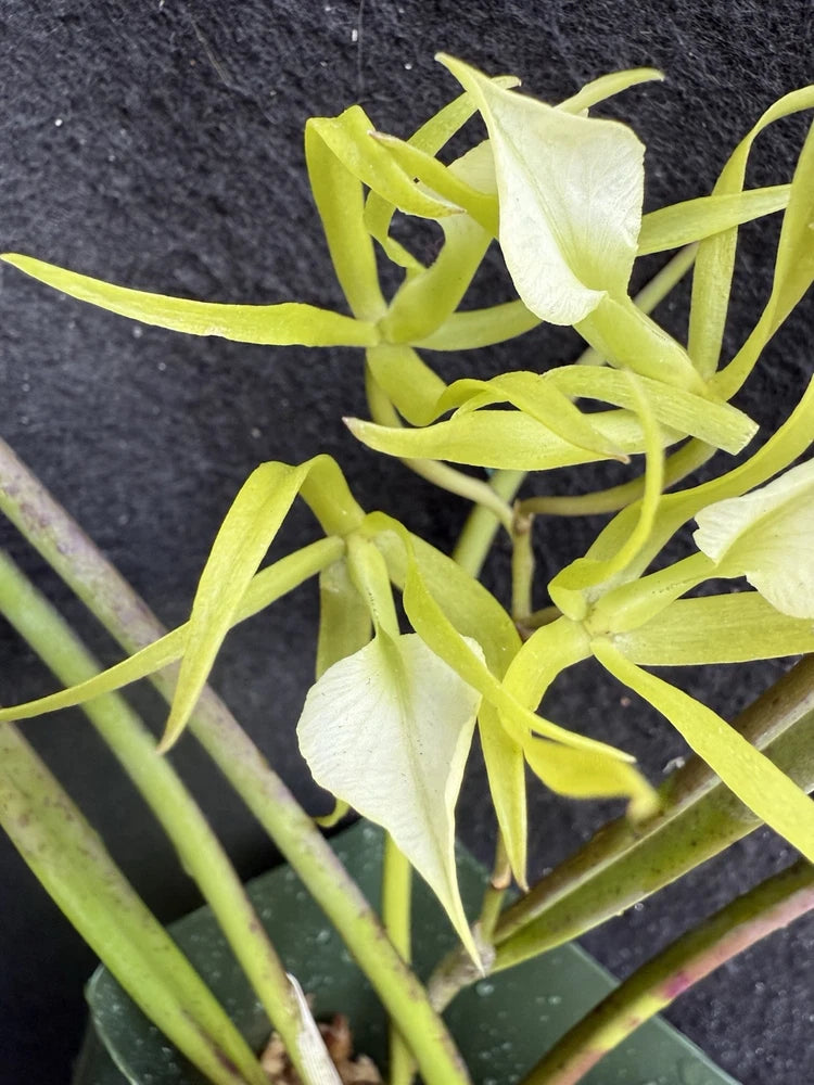 Green orchid plant with long narrow leaves and pale white blooms