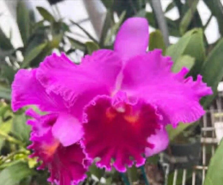 Purple orchid flower with ruffled petals and orange-red center