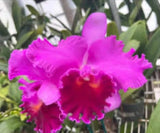 Rlc Fritz  Nickolaus ÔSpring DanceÕ Purple Fragrant Mericlone Orchid 4Ó RePot Orchids