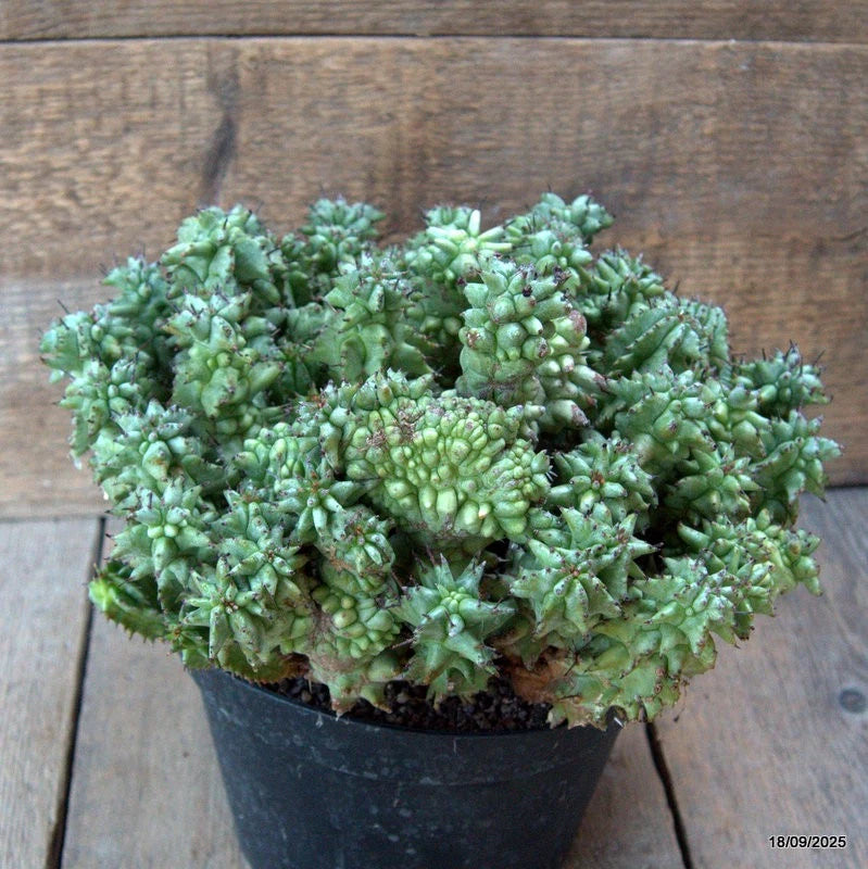 D6528 EUPHORBIA HORRIDA MONSTER pot18-H18-W28 cm MaMa Cactus Green Plant