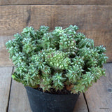 D6528 EUPHORBIA HORRIDA MONSTER pot18-H18-W28 cm MaMa Cactus Green Plant