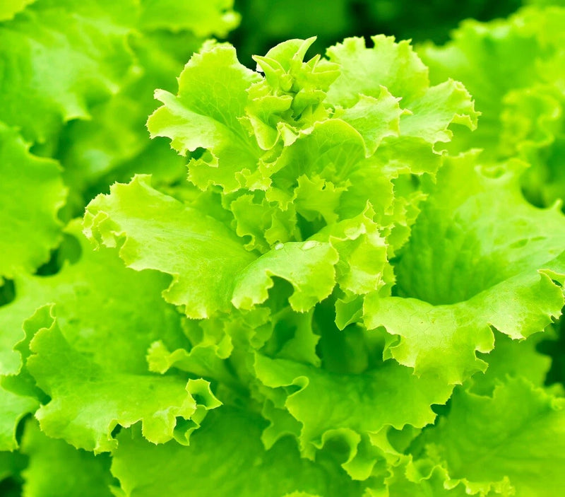 Lettuce Seeds - High Yield Heirloom Non-GMO, Free Shipping, Black Seeded Simpson Garden Plants