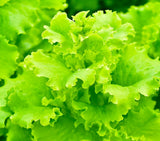 Lettuce Seeds - High Yield Heirloom Non-GMO, Free Shipping, Black Seeded Simpson Garden Plants