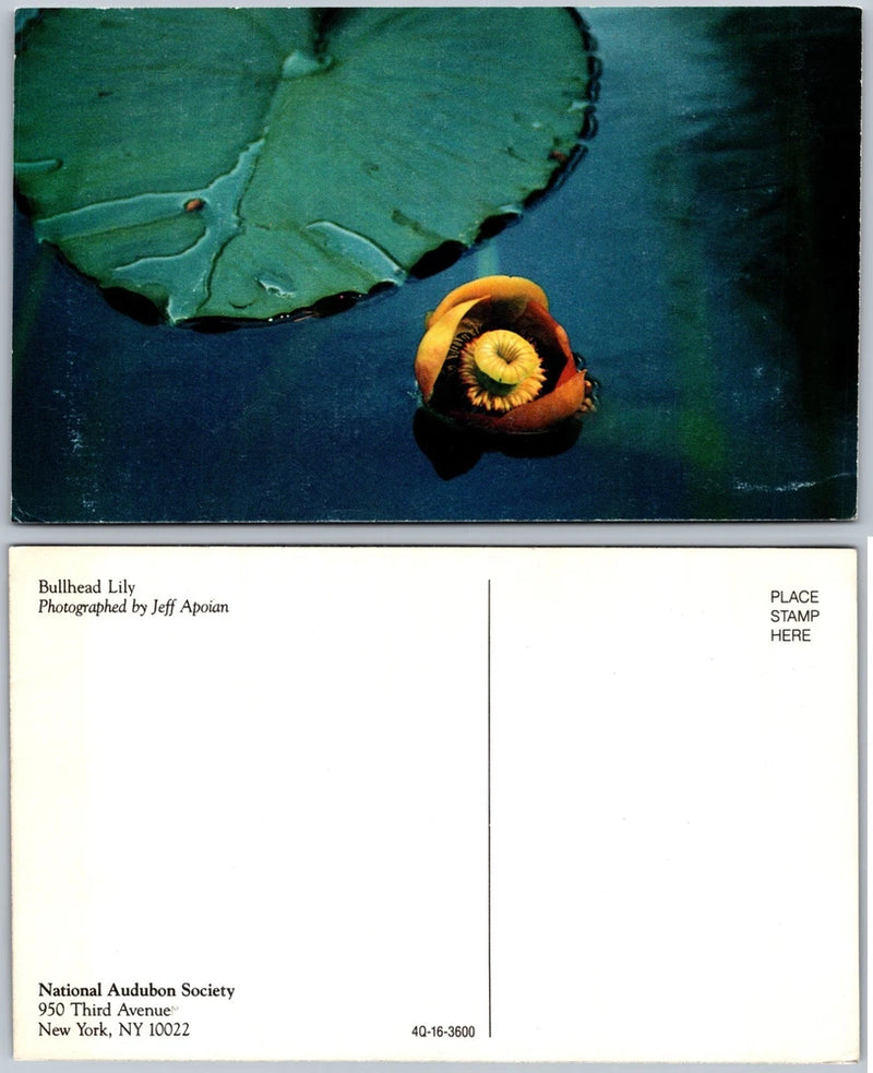 Postcard with bullhead lily flower and green leaves on dark water scene