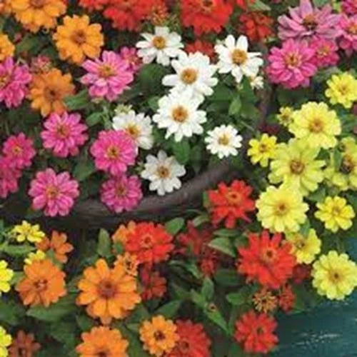 Double zinnia flower mix live plant plugs with bright orange, pink, and yellow blooms