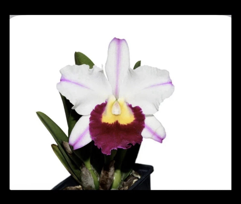 Fragrant orchid plant with white, purple, and magenta blossoms and green leaves in pot