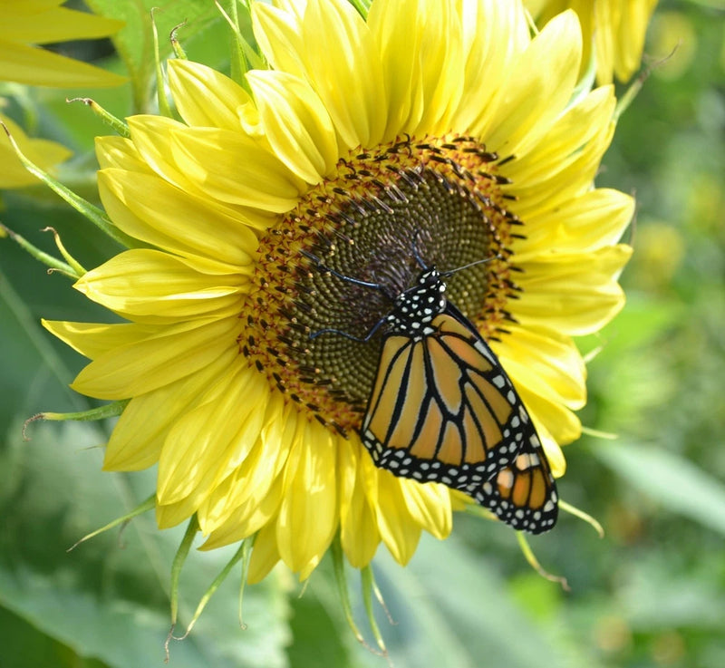 Vibrant Lemon Queen Sunflower Seeds for Planting - Heirloom Attracts Pollinators Garden Plants