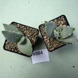 2pcs Sale Rare Cacti Aloe pillansii WYSIWYG Own Root Boutique Decor Garden Garden Plants