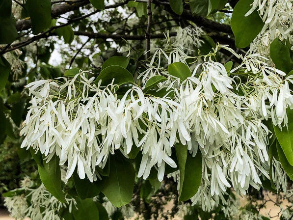 Chionanthus Retusus 10 Seeds, Flowering Chinese Fringe Tree Ornamental Flowering Plants