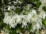 Chionanthus Retusus 10 Seeds, Flowering Chinese Fringe Tree Ornamental Flowering Plants