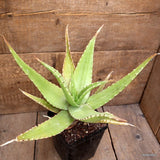 D1820 ALOE SAPONARIA pot12-H26-W34 cm MaMa Cactus Green Plant