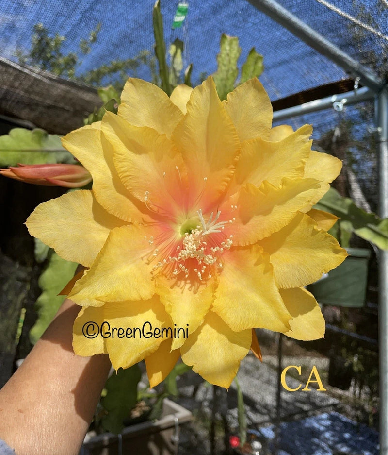 Yellow epiphyllum orchid cactus flower with layered petals and pink center