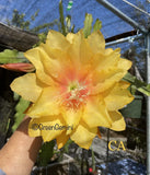 CLARITYÕS ABRAXAS Epiphyllum Orchid Cactus Succulents Orchids
