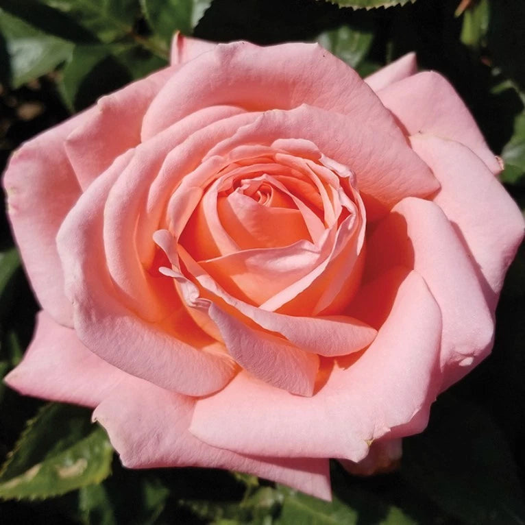 Pink Savannah Hybrid Tea Rose Seeds - Pack 30 Seeds - Rose Flower Gardening Garden Plants