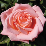 Pink Savannah Hybrid Tea Rose Seeds - Pack 30 Seeds - Rose Flower Gardening Garden Plants