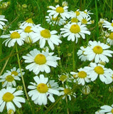 GERMAN CHAMOMILE SEEDS 4000+ common ANNUAL herb GARDEN plants FREE SHIPPING Garden Plants