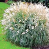 100 Silver Morning Light Maiden Grass Miscanthus. USA Seeds. Organic. Ship free Pampas Grass