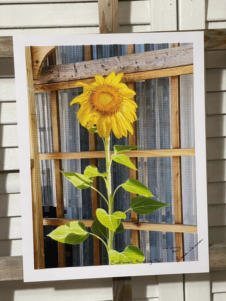 Landscape photograph- Sunflower Standing Tall 8.5x11 Sunflower