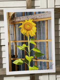 Landscape photograph- Sunflower Standing Tall 8.5x11 Sunflower