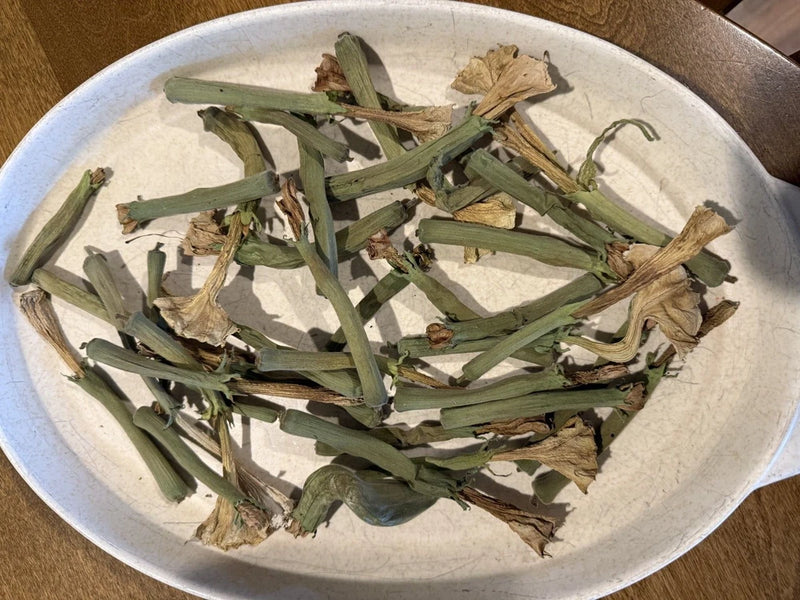 Dried thornapple flower stems with green buds and brown dried petals