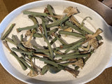 Datura Inoxia Flowers Emerging from Buds Moonflower 2024 Organic Thornapple Dried Flower