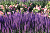 200 MUNSTEAD LAVENDER Blue English Lavandula Angustifolia Purple Flower Seeds Flowering Plants