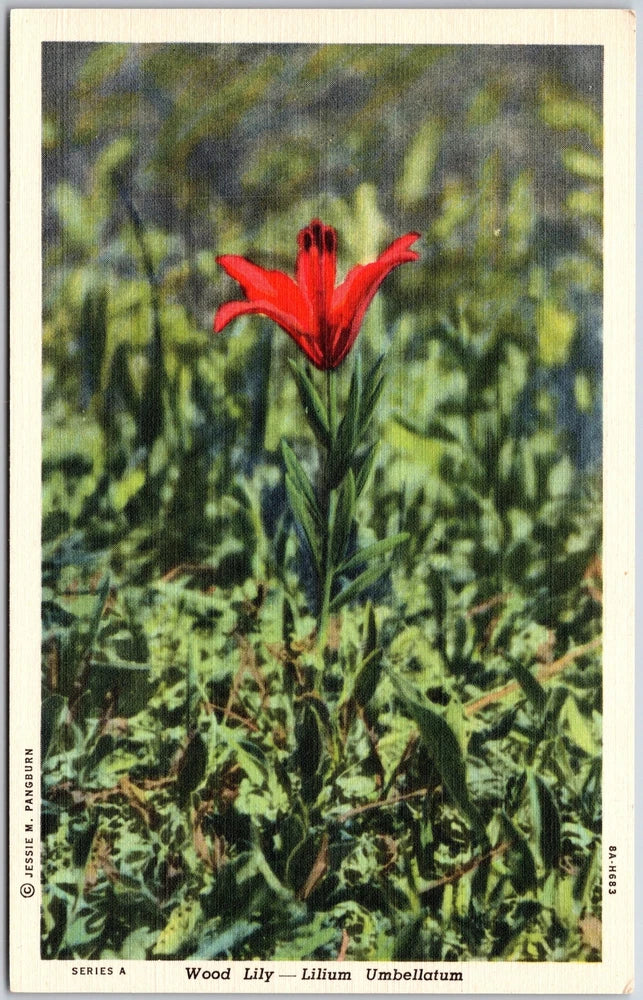 Wood Lily - Lilium Umbellatum Brilliant Color In Summer Woodland Postcard Lily
