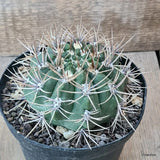 D5741 GYMNOCALYCIUM GIBBOSUM pot14-H7-W10 cm MaMa Cactus Green Plant