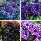 500 Starry Sky Petunia Seeds Variegated Multicolor Trailing Flowers for Baskets Flowering Plants