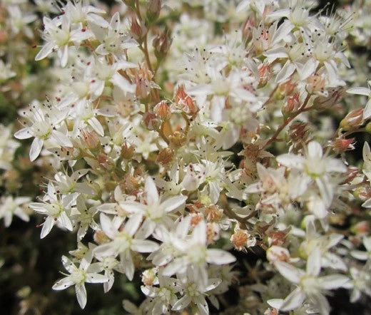 SEDUM WHITE STONECROP Sedum Album - 200 Bulk Seeds Garden Plants