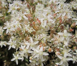 SEDUM WHITE STONECROP Sedum Album - 200 Bulk Seeds Garden Plants