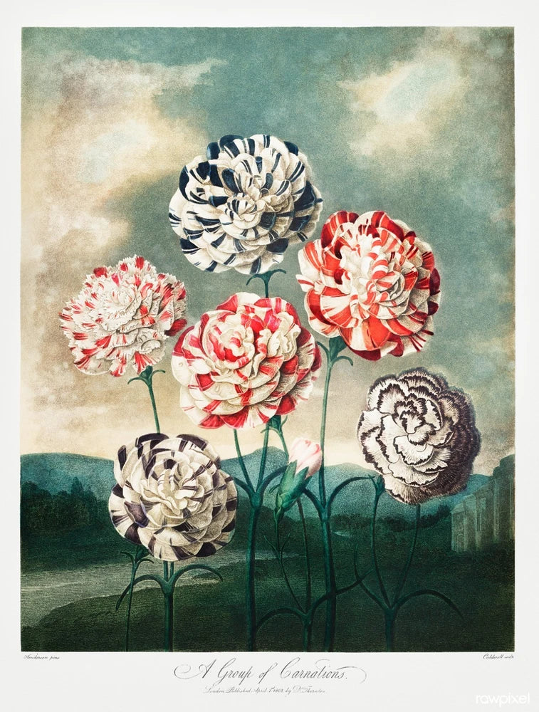Temple of Flora Carnations Botanical Wall Art Vintage Floral Print 24x36 Carnation