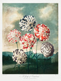 Temple of Flora Carnations Botanical Wall Art Vintage Floral Print 24x36 Carnation