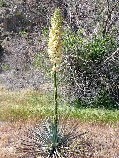 Chaparral Yucca, Hesperoyucca (Yucca) Whiplei, Our Lord's Candle seeds 20+ Flowering Plants