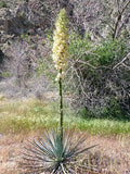 Chaparral Yucca, Hesperoyucca (Yucca) Whiplei, Our Lord's Candle seeds 20+ Flowering Plants