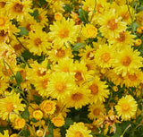Cosmo Bright Light Flower Seeds | Heirloom | Non-GMO | Fresh Garden Seeds Garden Plants