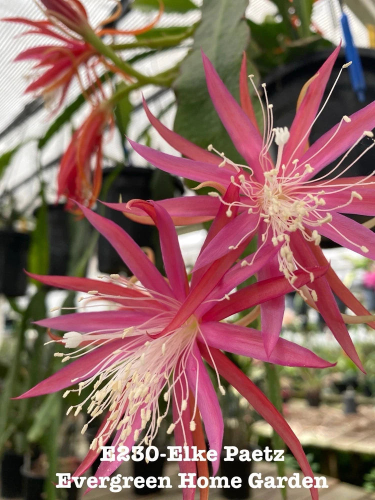 Pink Epiphyllum orchid cactus bloom with long white stamens on leafy plant.