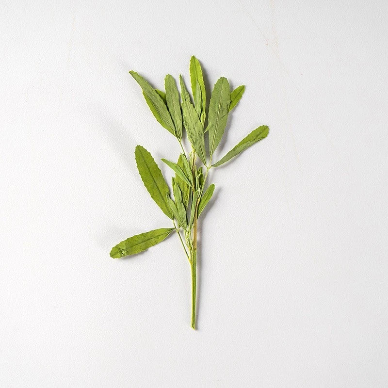 Pressed dried leaf sprig with green leaves for floral art and crafts