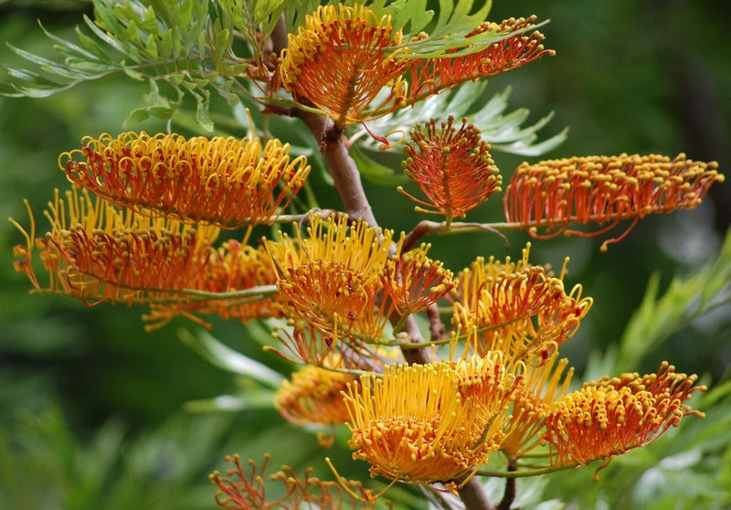 Grevillea Robusta Southern Silky Oak Australian Silver Oak Tree 10 Seeds Flowering Plants