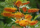 Grevillea Robusta Southern Silky Oak Australian Silver Oak Tree 10 Seeds Flowering Plants
