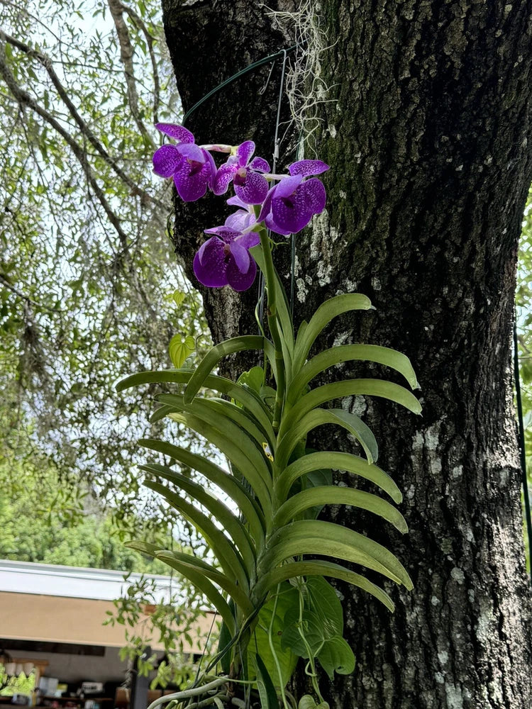 Vanda orchid plant with purple blooms and long green strap-like leaves