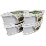 My Herb Garden White Basil, Oregano, Parsley Kitchen Garden Planter Kit Lot of 4 Garden Plants