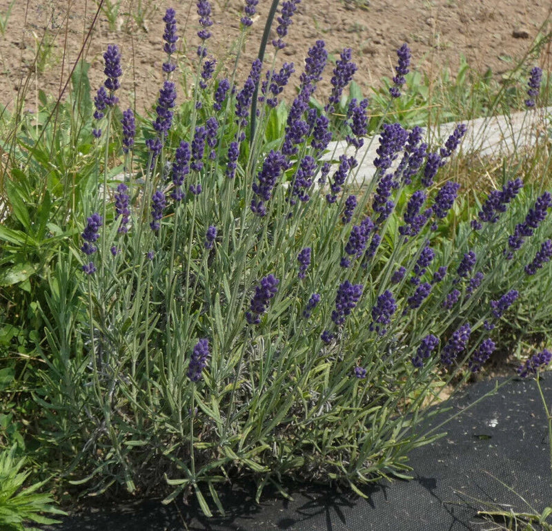 Lavender dried flower stems with purple spiked blooms