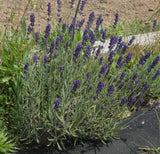 Lavender Bouquets Dried Flower