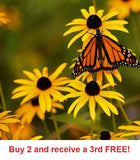 32,000+  Black Eye Susan Seeds Rudbeckia Daisies