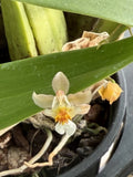 Oncidium orchid plant with yellow-and-white flowers and long green leaves in pot